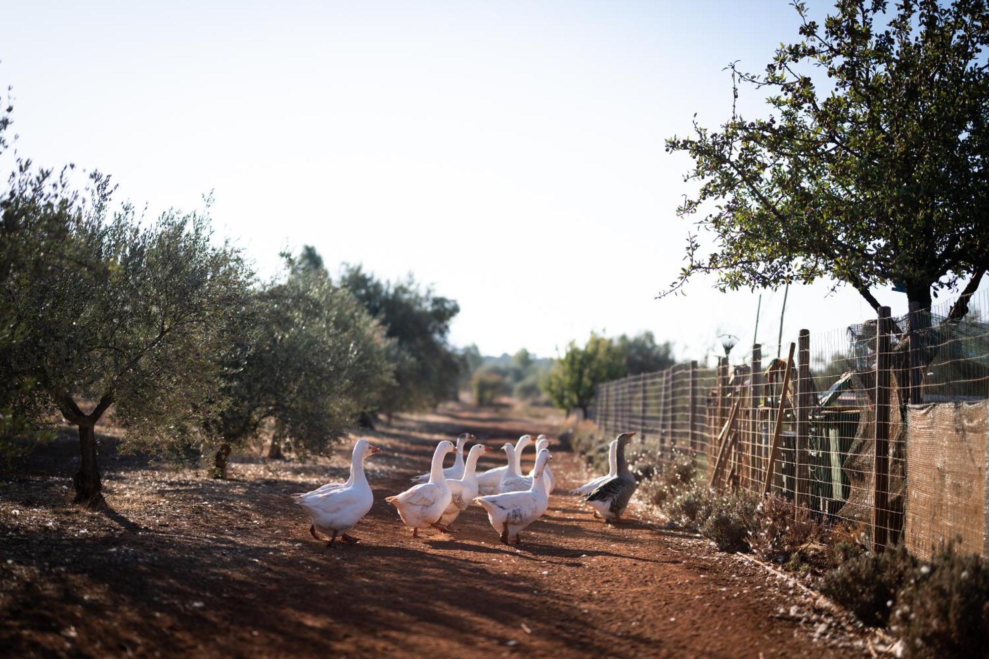 Eumelia Organic Agrotourism Farm Hotel Gouvai Exterior photo